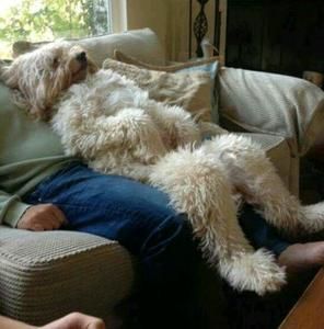 Meet your Posher, Lisas